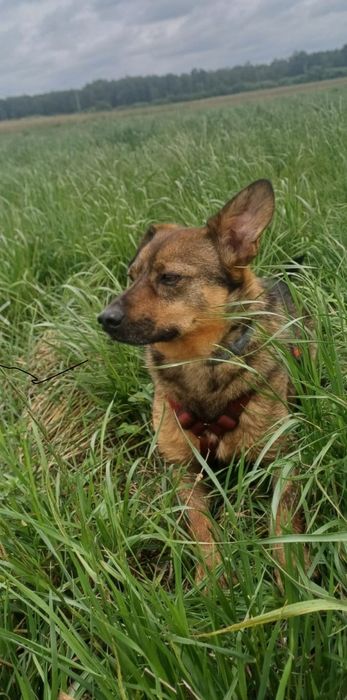 Tofik do Adopcji odkrywca uroczy