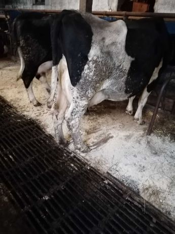Krowy mleczne wycielone