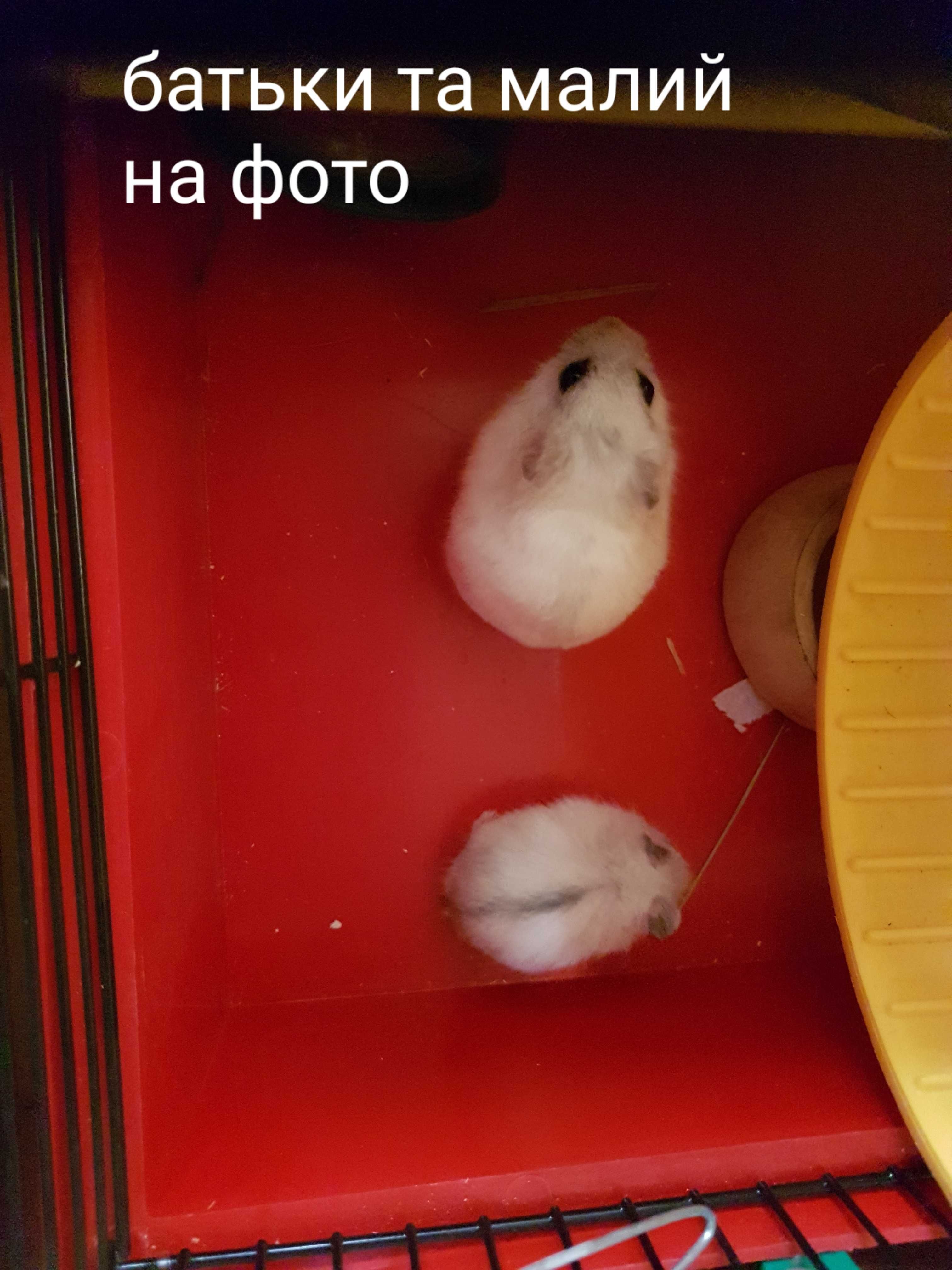 Хомяк джунгарик з малих
