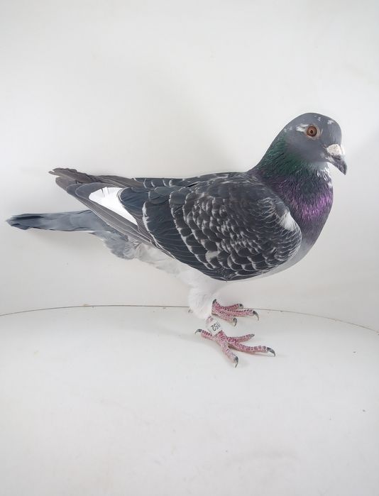 3 piękne Belgi oryg.Vermeersch Freddy gołębie pocztowe