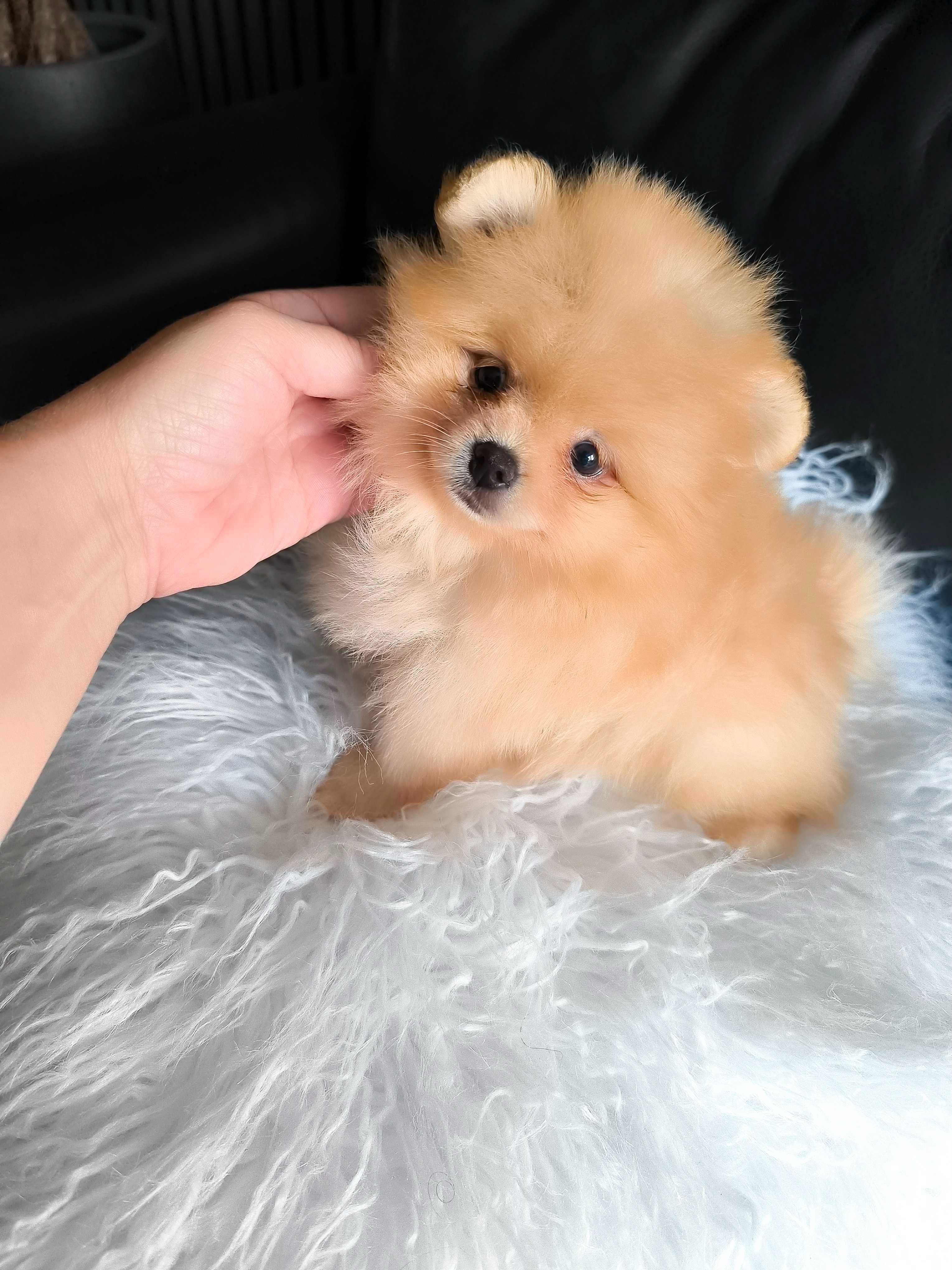Spitz Anão Lulu da Pomerânia. Super mini. Lop e Afixo. Russo. Ursinha.