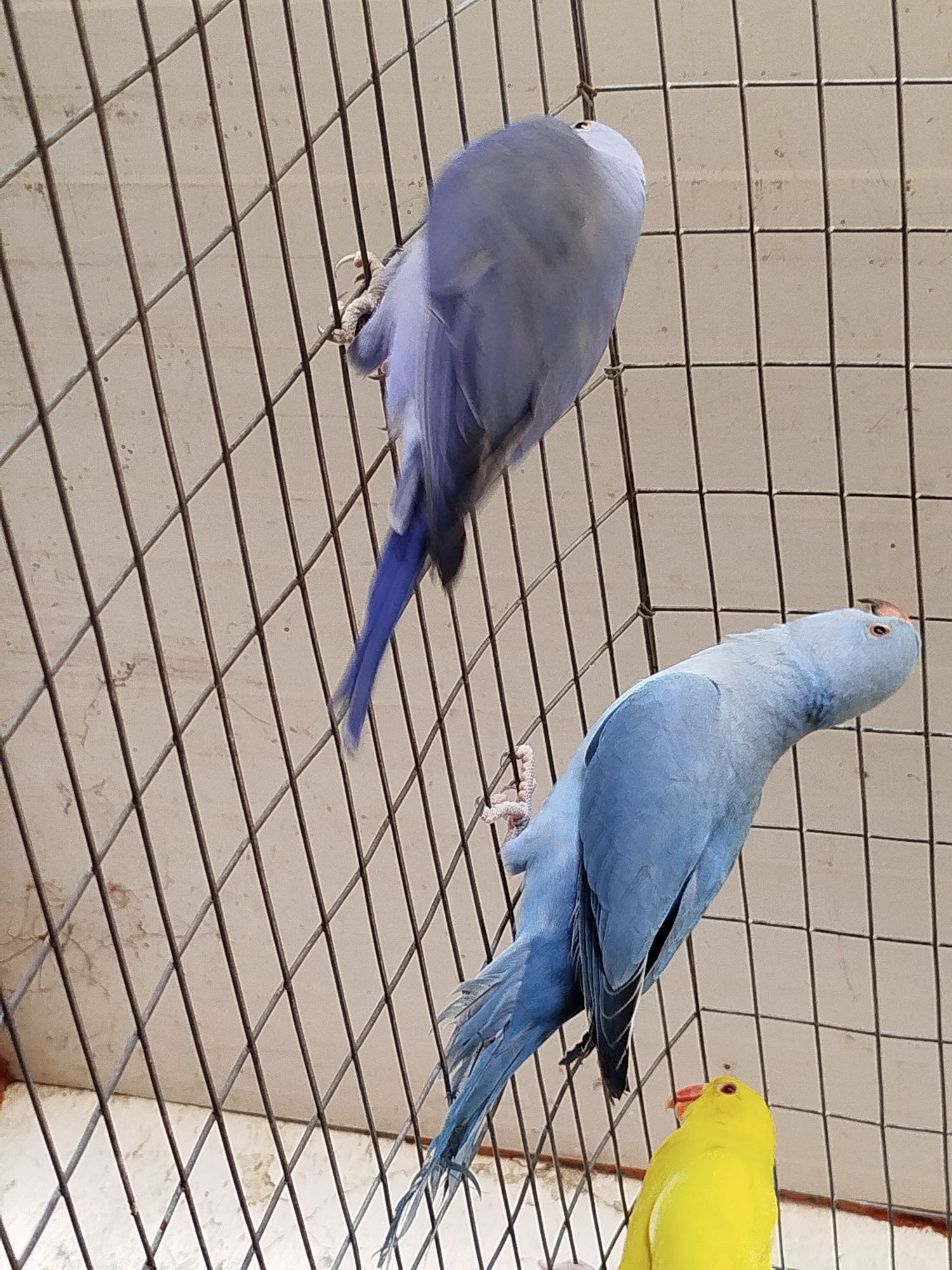 Casal Ring  Necks