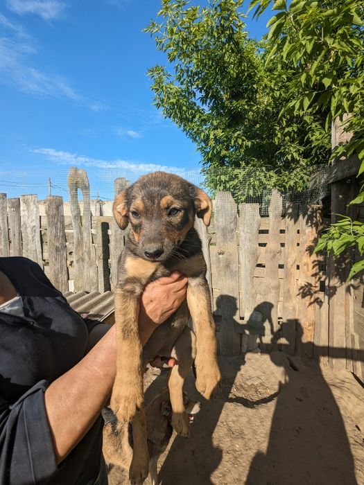 Щенята врятовані з вулиці, вакциновані шукаю родини хлопці та дівчата