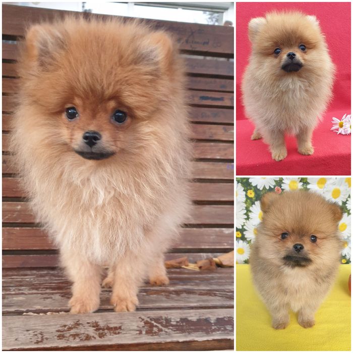 Шпіц мішутка хлопчик.