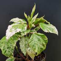 Hibiskus Variegata | Hibiscus rosa sinensis variegated - Snoow Queen