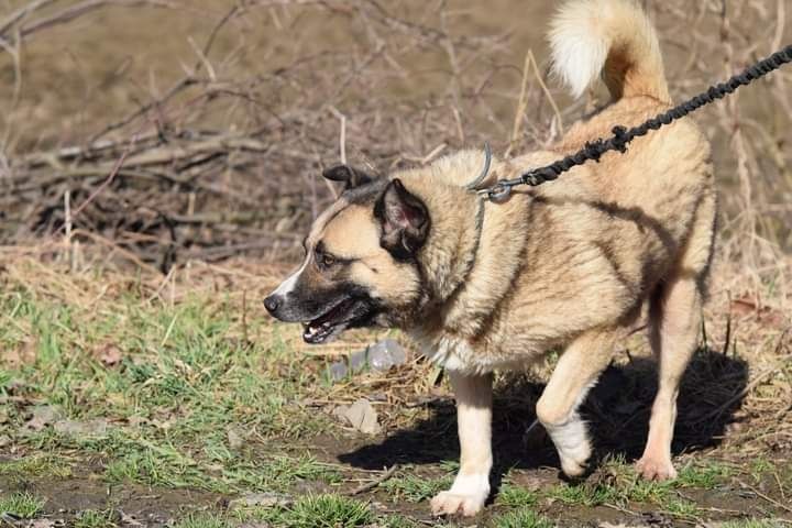 Florek piękny pies szuka domu