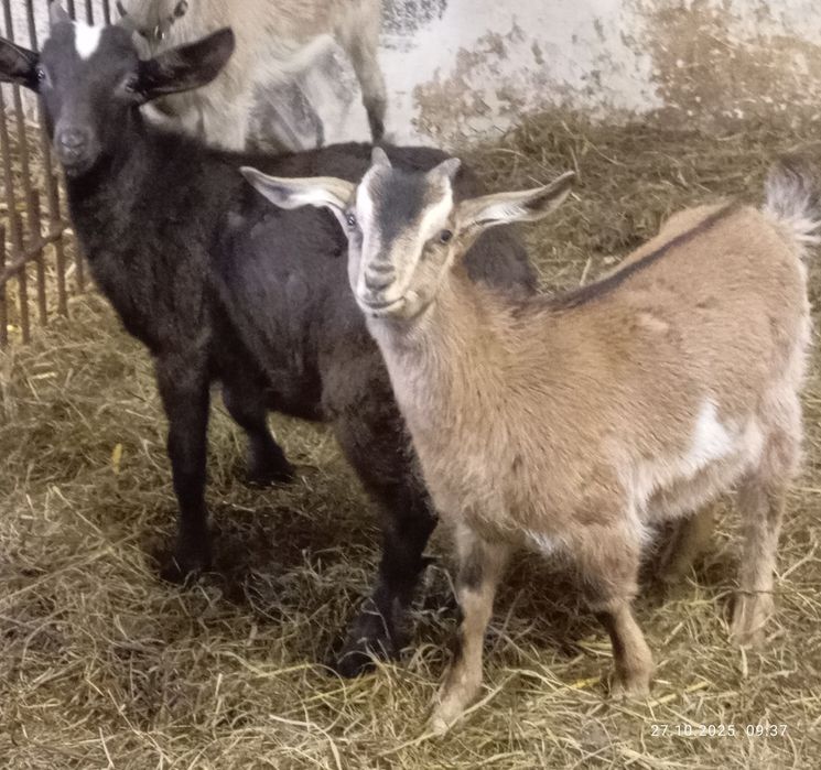 Koziołki tegoroczne 100