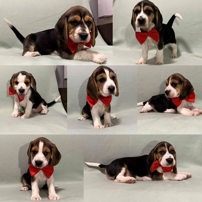 Sprzedam szczeniaka rasy Beagel