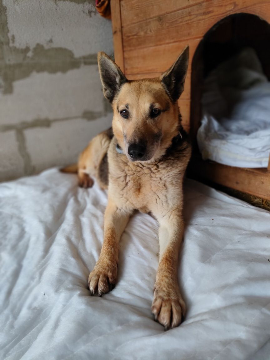 Pilna adopcja! Starszy, spokojny pies, błagamy o dom