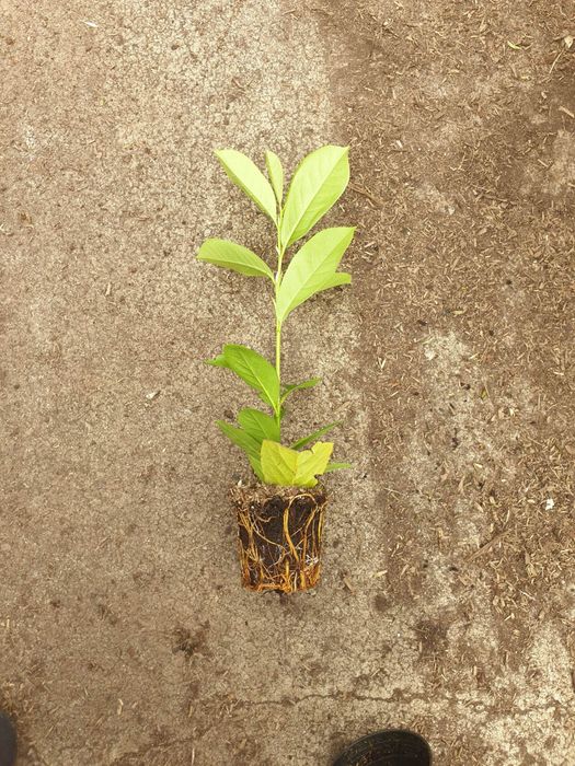 Laurowisnia Novita Caucasica 30-40cm Doniczka