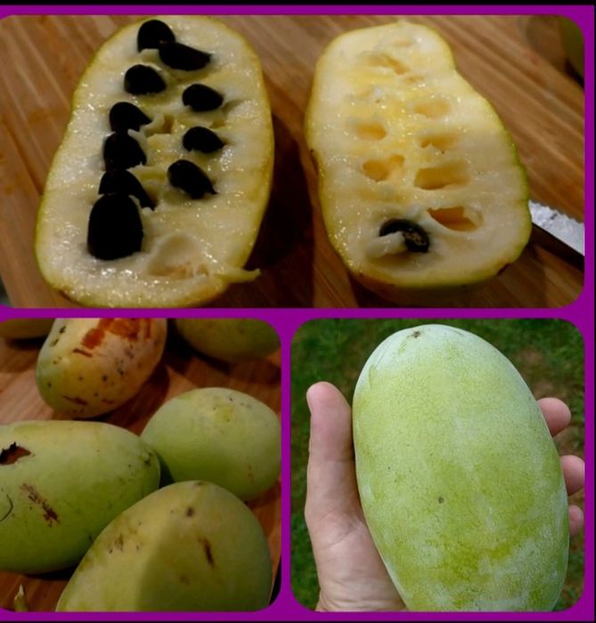 Азиміна Шенандоа  чотирічні саджанці