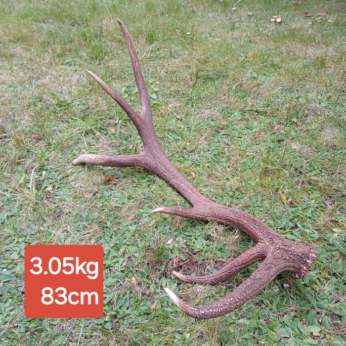 Poroże 3,05  kg zrzut jelenia poroża wieniec tyka spady medalion trofe