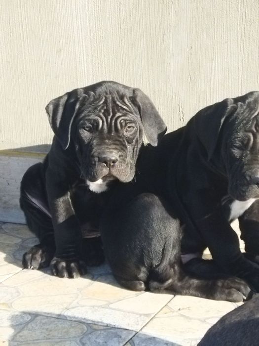 Кане-корсо щенки