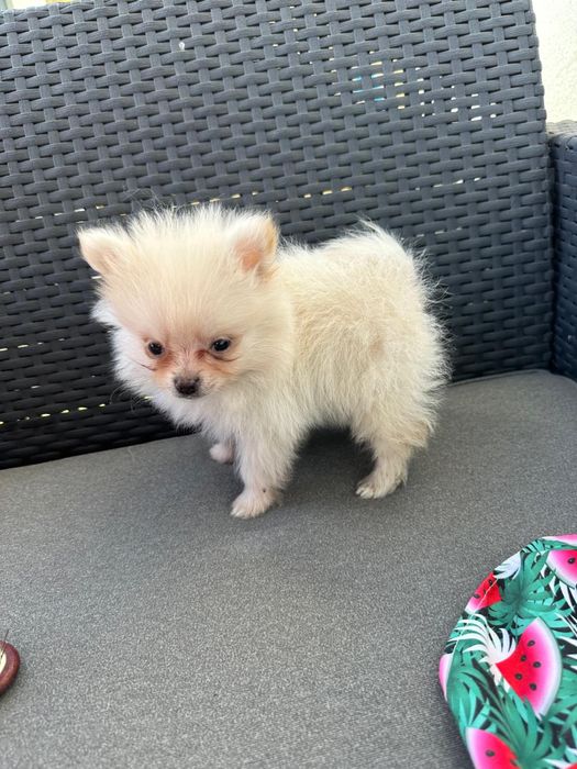 Lulu Pomerânia lindíssima