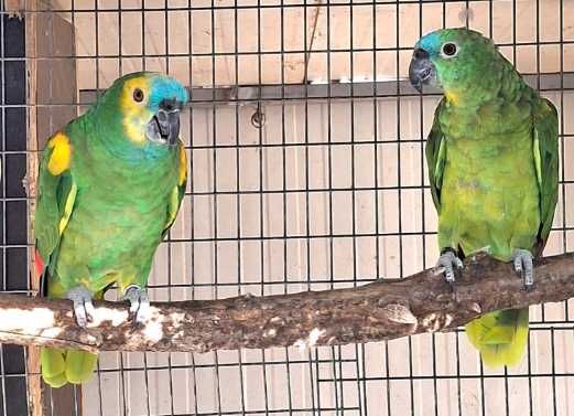 Aves Reprodutoras e adultas - Papagaios, Araras e Guarubas