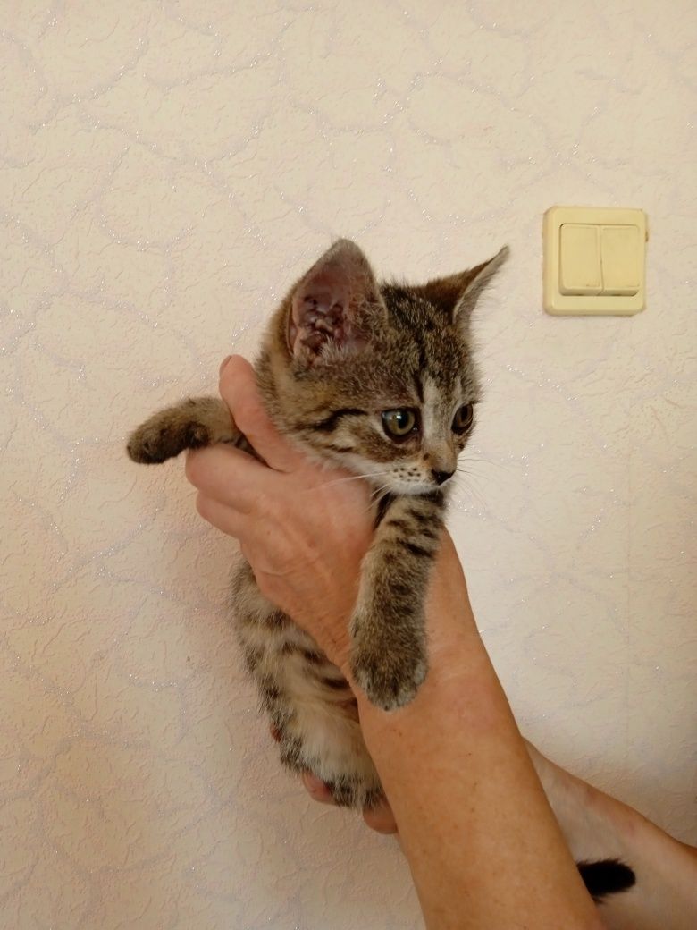 Віддам кошенят у добрі руки