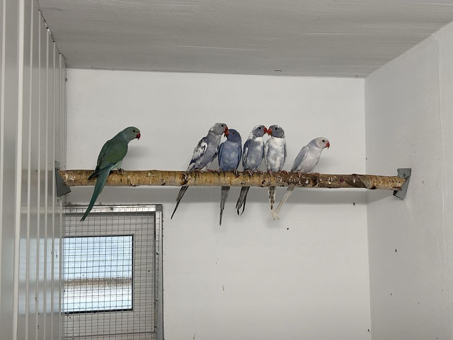 Aleksandretty obrożne mutacje