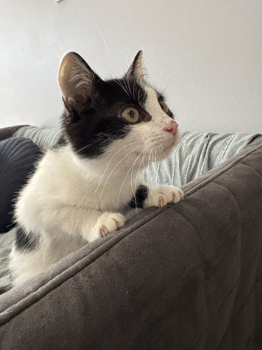 Malik szuka domu - kto pokocha ?