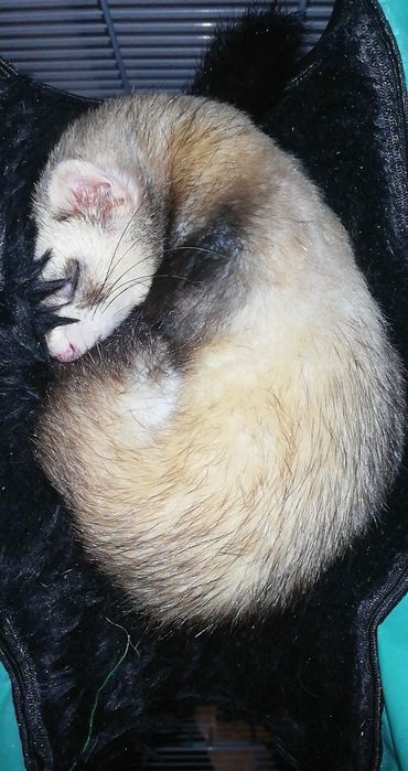 Pet-sitting 24h/7- Castelo Branco