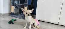 CHIHUAHUA pies szczeniak XXS   ZKwP FCI Okazja Adopcja