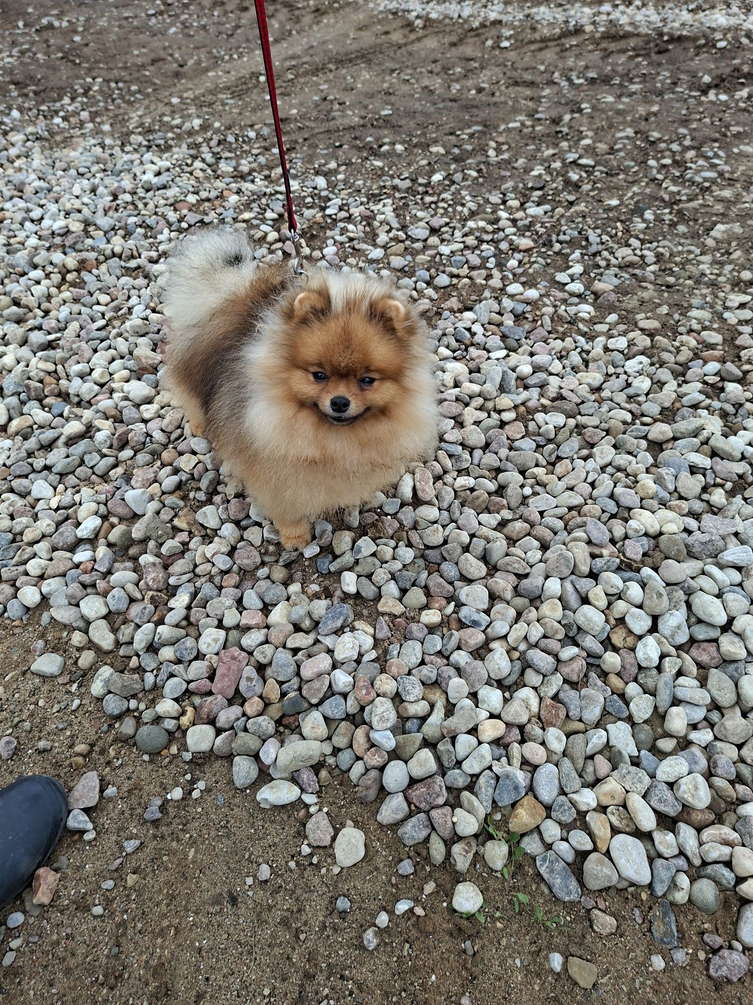 Piesek pomeranian 9 mies