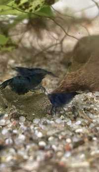 Krewetki neocardina blue velvet
