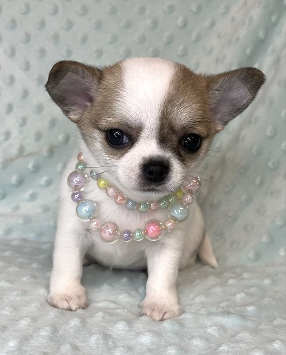 Chihuahua Femea Pelo Curto