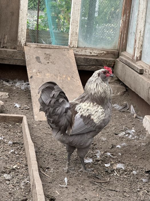 Петух Амераукана