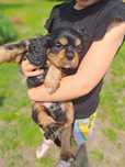 Piesek Cavalier King Charles Spaniel