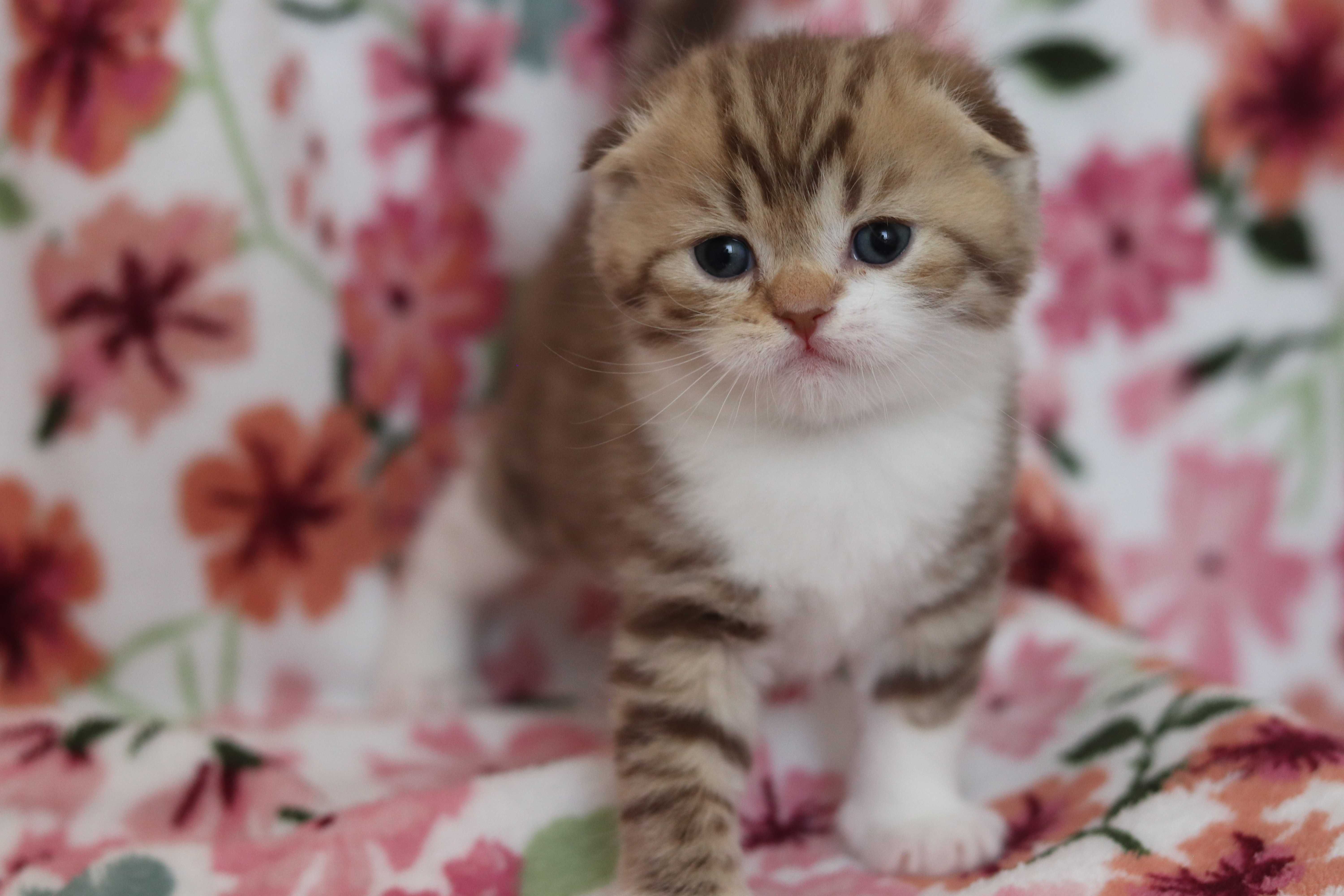 Szkocki zwisłouchy prostouchy Scottish fold straight WCF CZEKOLADOWE