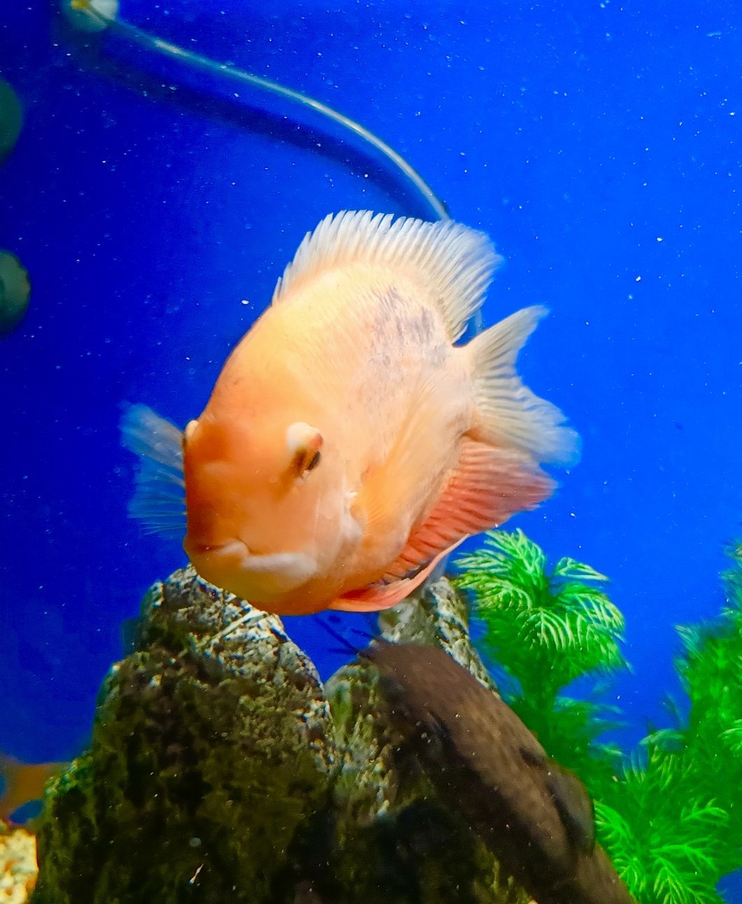 Sprzedam Severum Gold