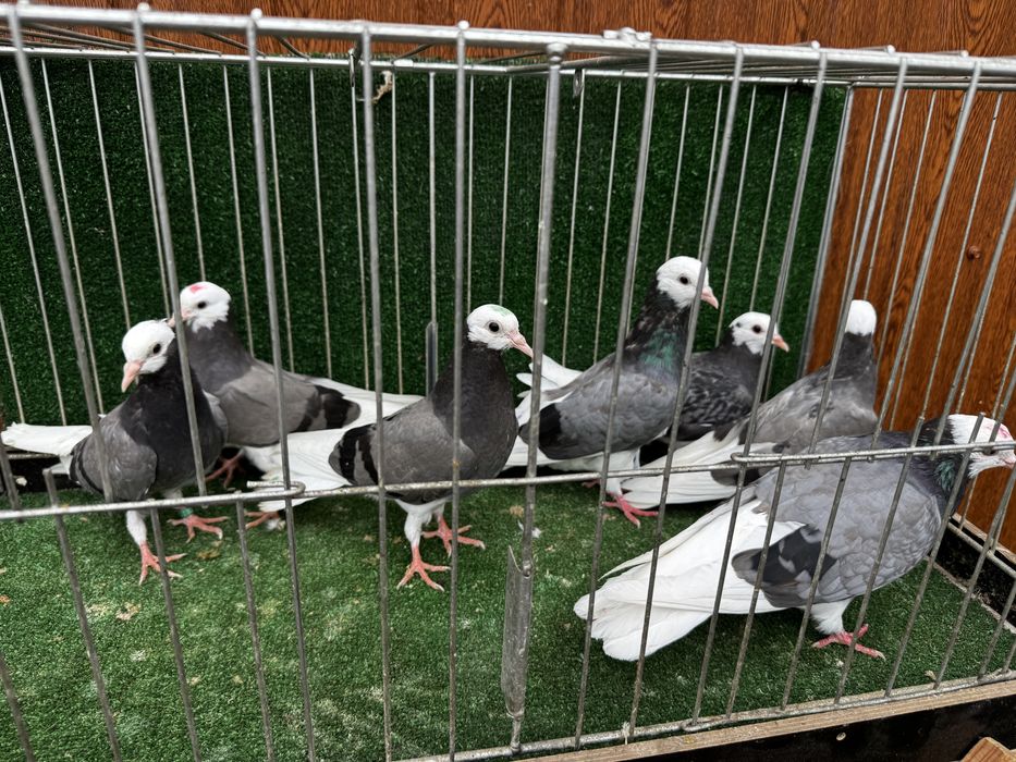 Permski białogłowy gołębie wysokolotne