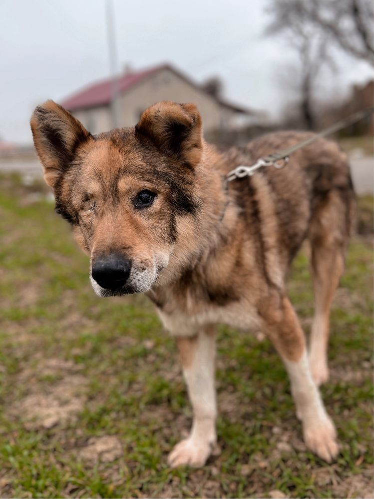 Rambuś do adopcji szuka domu