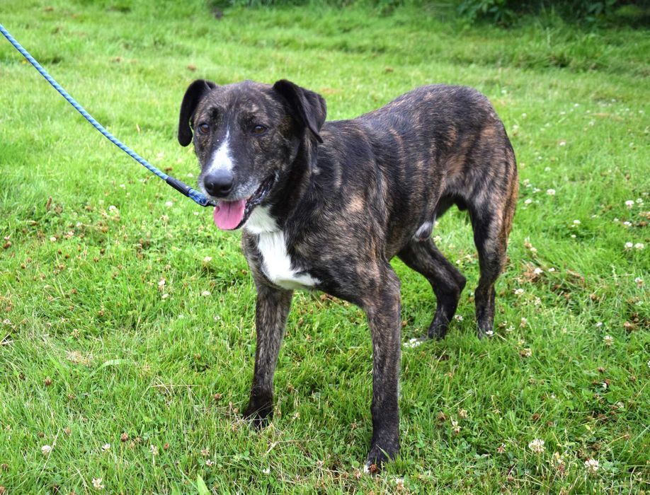 Piękny, łagodny, grzeczny, kochany, porzucony piesek czeka na dom