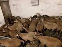 Owce kamerunskie mlode ,kotne ,matki z mlodymi ,tryki