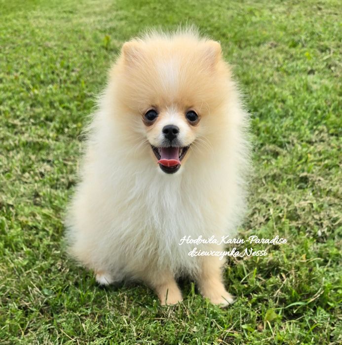 Szpic miniaturowy pomeranian suczka biszkoptowa