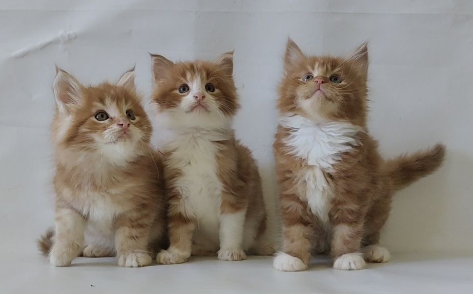 Чудо детки Мейн Кун.