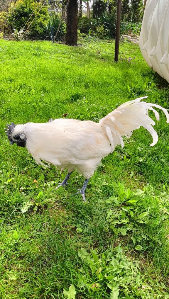 Ayam cemani białe