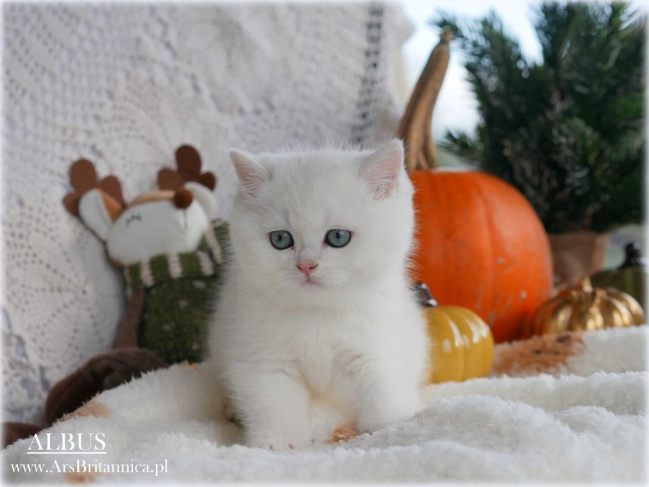 Albus szynszylowy srebrny kocurek brytyski BRI ns 12 Prawdziwy Miś