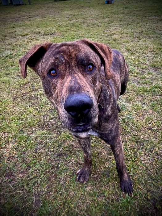 Hunter wielki pies o charakterze szczeniaka szuka domu