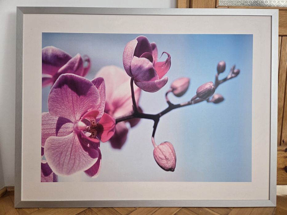 Duży obraz-zdjęcie