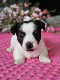 Jack Russell Terrier .Piesek