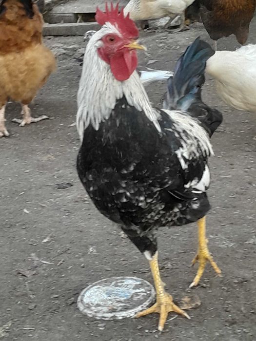 Mlode kogutki zmienia kurnik