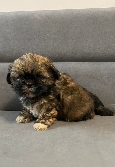 Shih tzu brązowy