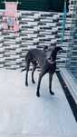 Galgo p/ adoção
