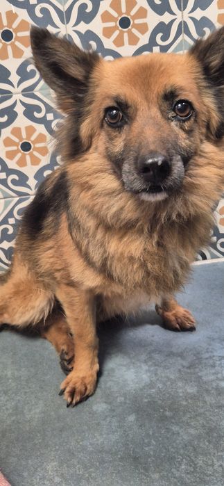 Mały piesek Około 3 lata