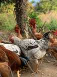 Frango Caseiro criado ao ar livre