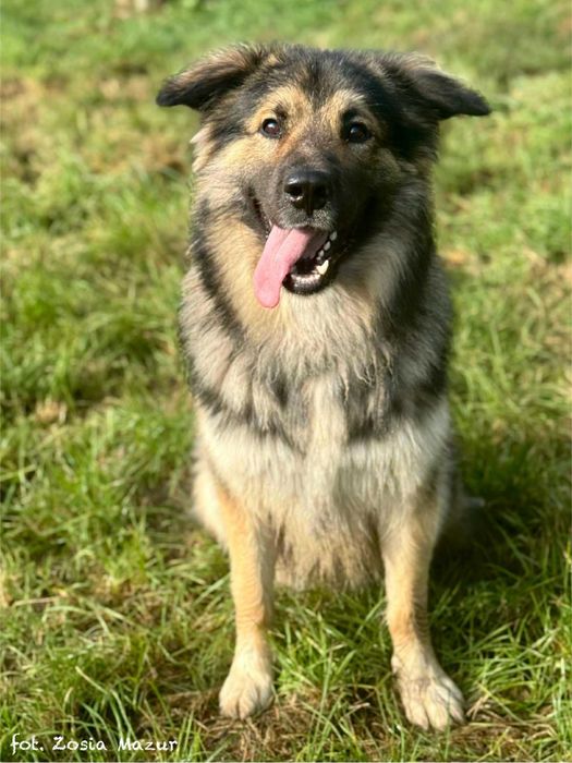 Wulkan energii i wielki Miś - Puszek Okruszek szuka domu - 0325/25