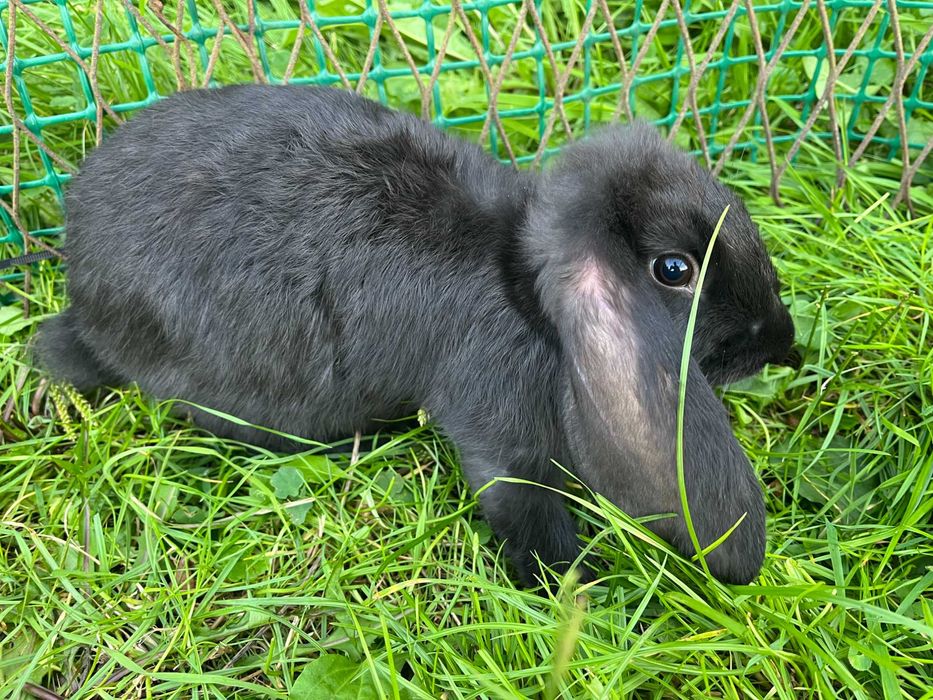 króliki barany francuskie 3 miesięczne samice i samce