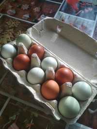kolorowe jaja lęgowe